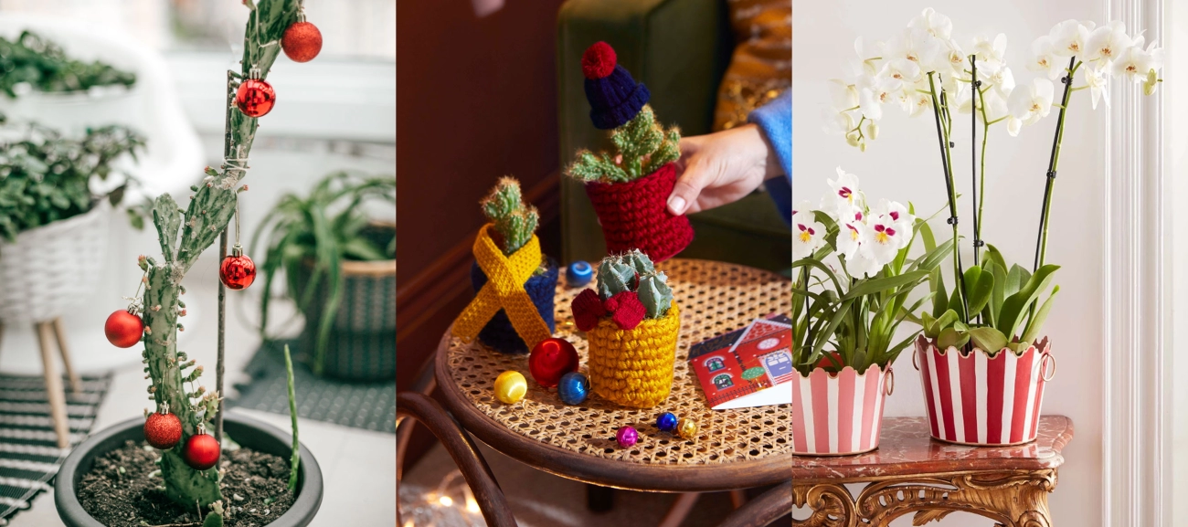 Christmas houseplant decorating ideas