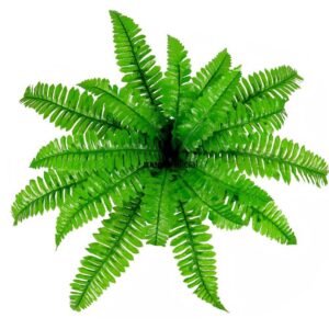 artificial boston fern wall for landscaping decoration (复制)